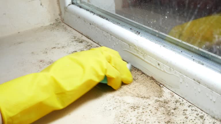 Best Black Mold Removal  in Tulare, CA